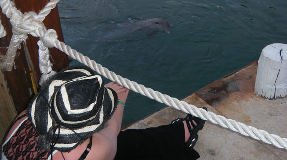 dolphin-reiki dolphin reiki